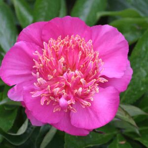 Paeonia lactiflora 'NEON' (S - Pink) ---